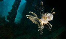 千奇百怪的海洋