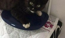 暑假趣事——夜探猫窝