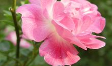 不该丢弃的太阳