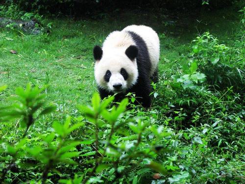 熊猫基地一日游