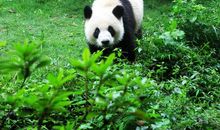 熊猫基地一日游