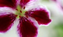 倾听花开的声音