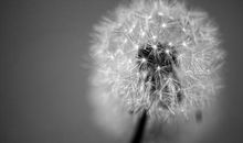 飘扬的蒲公英
