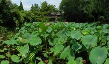 给绿色起一个好名字