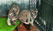 还白虎一片丛林