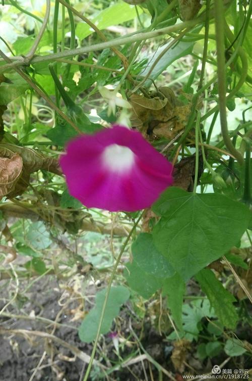 我爱牵牛花