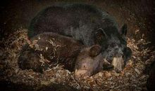 假如人类可以冬眠