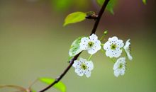 我的植物朋友梨花