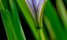 五月绽放的季节