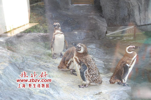 靠近动物