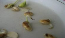 观察日记泡豆子