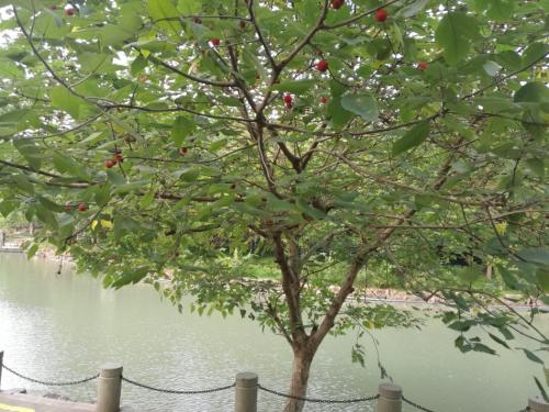 桃树先开花，然后长出绿叶
