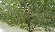 桃树先开花后长绿叶