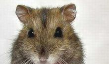 我的宠物小仓鼠