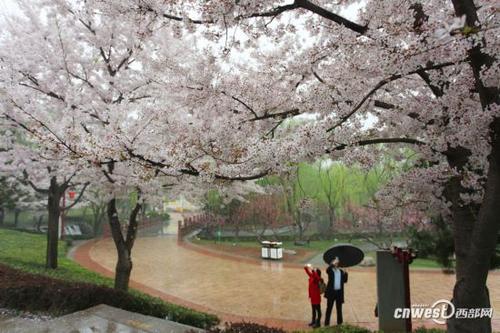 春雨花园