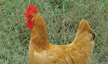 一只会飞的母鸡