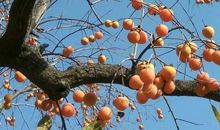 我家乡的那棵树