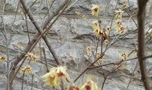 春天，我和你有个约会