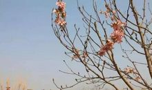 初春里的那股暖阳