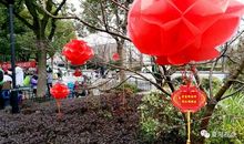 绚烂在夏阳之下的花