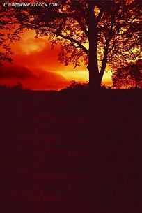 在枫树下等你回家