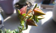 宽容让我更出彩