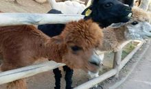 去动物园真开心