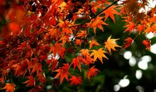 莫道天凉好个秋