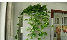 我家绿萝
