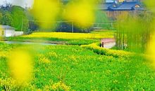 中国的灿烂春天