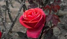 一朵带刺的玫瑰
