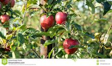 一棵接连不断结出苹果的苹果树