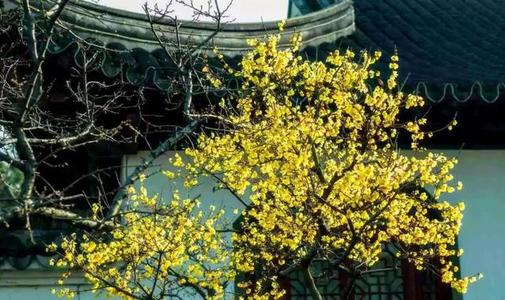 蜡梅属