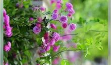 放弃也是一种智慧