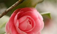 山茶花落的那一刻