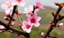 假如我变成一缕芬芳