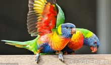 记我的一只鹦鹉