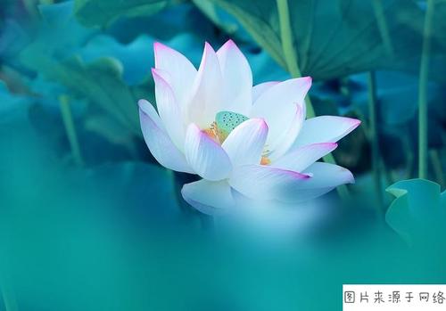 花的启示