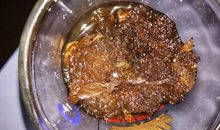 观察胖大海的日记