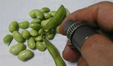 剥蚕豆