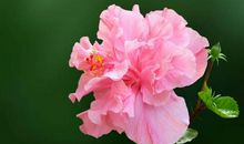 有一种绽放叫坚持