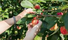 一棵摘不完的苹果树