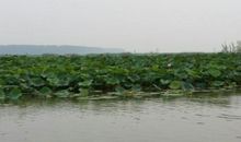 曾经的勇敢——读《微山湖上》有感