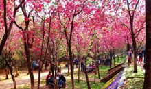 青春，花开不败