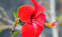 红色的温暖红色的情