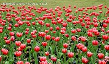 前面是一片花海