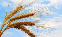 伤痛也是一种收获