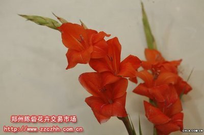 我爱唐diol蒲