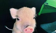 假如我是一只猪