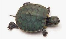 留点时间给小乌龟